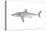 White Shark (Carcharodon Carcharias), Fishes-Encyclopaedia Britannica-Stretched Canvas