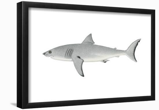 White Shark (Carcharodon Carcharias), Fishes-Encyclopaedia Britannica-Framed Poster