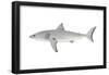 White Shark (Carcharodon Carcharias), Fishes-Encyclopaedia Britannica-Framed Poster