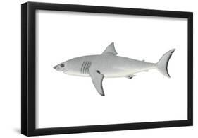 White Shark (Carcharodon Carcharias), Fishes-Encyclopaedia Britannica-Framed Poster