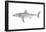 White Shark (Carcharodon Carcharias), Fishes-Encyclopaedia Britannica-Framed Poster