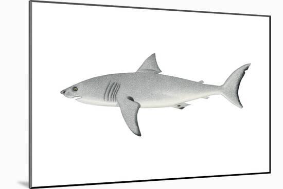 White Shark (Carcharodon Carcharias), Fishes-Encyclopaedia Britannica-Mounted Poster