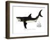White Shark-null-Framed Giclee Print