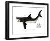 White Shark-null-Framed Giclee Print