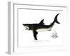 White Shark-null-Framed Giclee Print