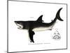 White Shark-null-Mounted Giclee Print