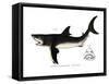 White Shark-null-Framed Stretched Canvas