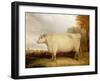 White, Short-Horned Cow in a Landscape-John Vine-Framed Giclee Print