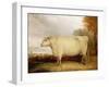 White, Short-Horned Cow in a Landscape-John Vine-Framed Giclee Print
