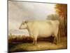 White, Short-Horned Cow in a Landscape-John Vine-Mounted Giclee Print