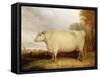 White, Short-Horned Cow in a Landscape-John Vine-Framed Stretched Canvas