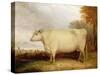 White, Short-Horned Cow in a Landscape-John Vine-Stretched Canvas