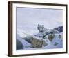 White Siberian Tiger-Spencer Hodge-Framed Giclee Print