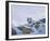 White Siberian Tiger-Spencer Hodge-Framed Giclee Print