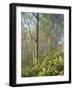 White Snakeroot Flowers Growing in Forest, Polly Bend, Garrard County, Kentucky, USA-Adam Jones-Framed Photographic Print