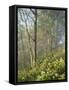 White Snakeroot Flowers Growing in Forest, Polly Bend, Garrard County, Kentucky, USA-Adam Jones-Framed Stretched Canvas