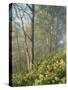 White Snakeroot Flowers Growing in Forest, Polly Bend, Garrard County, Kentucky, USA-Adam Jones-Stretched Canvas