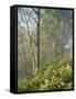 White Snakeroot Flowers Growing in Forest, Polly Bend, Garrard County, Kentucky, USA-Adam Jones-Framed Stretched Canvas