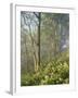 White Snakeroot Flowers Growing in Forest, Polly Bend, Garrard County, Kentucky, USA-Adam Jones-Framed Premium Photographic Print