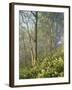 White Snakeroot Flowers Growing in Forest, Polly Bend, Garrard County, Kentucky, USA-Adam Jones-Framed Premium Photographic Print