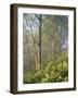 White Snakeroot Flowers Growing in Forest, Polly Bend, Garrard County, Kentucky, USA-Adam Jones-Framed Photographic Print