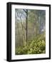 White Snakeroot Flowers Growing in Forest, Polly Bend, Garrard County, Kentucky, USA-Adam Jones-Framed Photographic Print