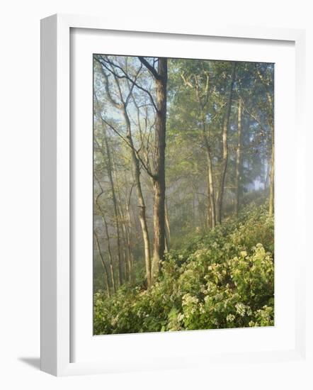 White Snakeroot Flowers Growing in Forest, Polly Bend, Garrard County, Kentucky, USA-Adam Jones-Framed Photographic Print