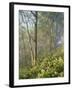 White Snakeroot Flowers Growing in Forest, Polly Bend, Garrard County, Kentucky, USA-Adam Jones-Framed Photographic Print