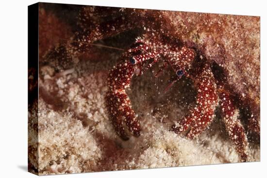 White Speckled Hermit Crab-Michele Westmorland-Stretched Canvas