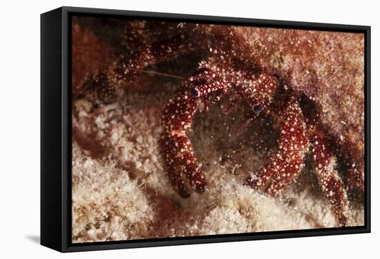 White Speckled Hermit Crab-Michele Westmorland-Framed Stretched Canvas