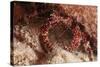 White Speckled Hermit Crab-Michele Westmorland-Stretched Canvas