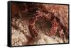 White Speckled Hermit Crab-Michele Westmorland-Framed Stretched Canvas