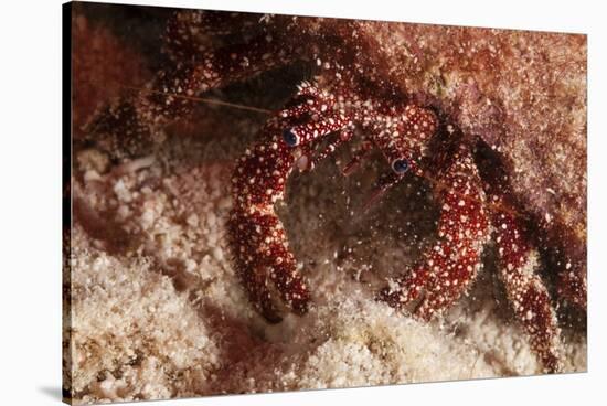 White Speckled Hermit Crab-Michele Westmorland-Stretched Canvas