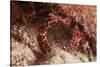 White Speckled Hermit Crab-Michele Westmorland-Stretched Canvas