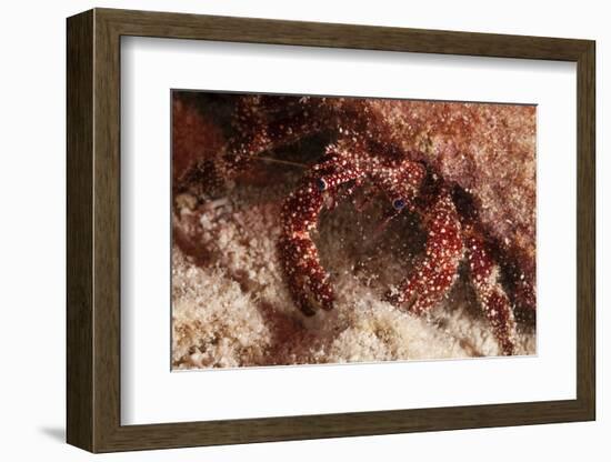 White Speckled Hermit Crab-Michele Westmorland-Framed Premium Photographic Print