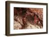 White Speckled Hermit Crab-Michele Westmorland-Framed Premium Photographic Print