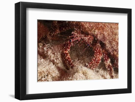 White Speckled Hermit Crab-Michele Westmorland-Framed Premium Photographic Print