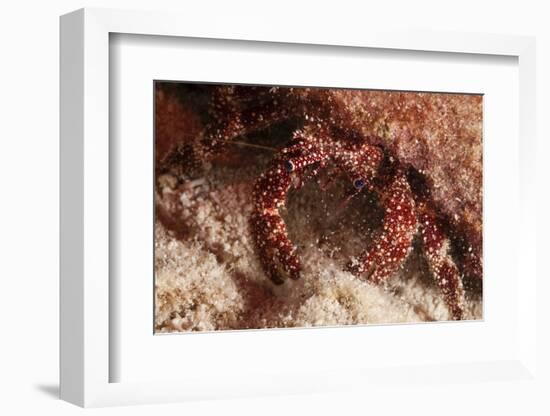 White Speckled Hermit Crab-Michele Westmorland-Framed Premium Photographic Print