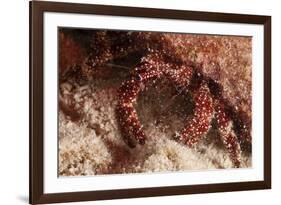 White Speckled Hermit Crab-Michele Westmorland-Framed Photographic Print