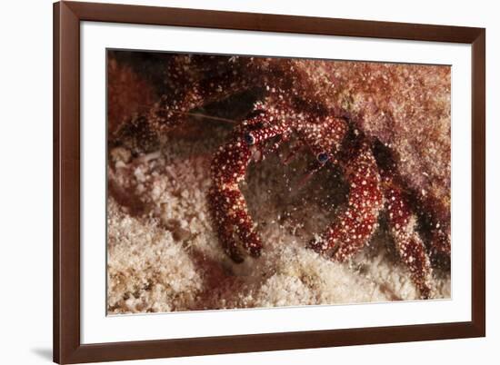 White Speckled Hermit Crab-Michele Westmorland-Framed Photographic Print