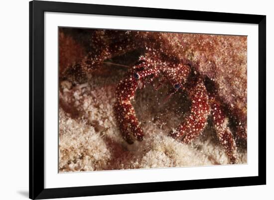 White Speckled Hermit Crab-Michele Westmorland-Framed Photographic Print