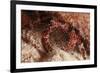 White Speckled Hermit Crab-Michele Westmorland-Framed Photographic Print