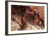 White Speckled Hermit Crab-Michele Westmorland-Framed Photographic Print