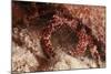 White Speckled Hermit Crab-Michele Westmorland-Mounted Photographic Print