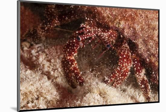 White Speckled Hermit Crab-Michele Westmorland-Mounted Photographic Print