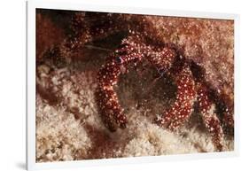 White Speckled Hermit Crab-Michele Westmorland-Framed Photographic Print