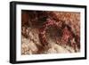 White Speckled Hermit Crab-Michele Westmorland-Framed Photographic Print