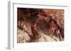 White Speckled Hermit Crab-Michele Westmorland-Framed Photographic Print