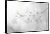 White Spirit and Positive Sensations-Philippe Sainte-Laudy-Framed Stretched Canvas