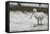 White Spoonbill (Platalea Leucorodia) Feeding with Water Dripping from Bill, Brownsea Island, UK-Bertie Gregory-Framed Stretched Canvas